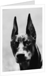 Head of Doberman Pinscher by Anonymous