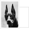 Head of Doberman Pinscher by Anonymous