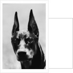Head of Doberman Pinscher by Anonymous