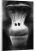 Ape Face by Anonymous