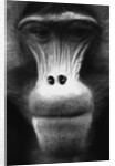 Ape Face by Anonymous