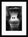 Ape Face by Anonymous
