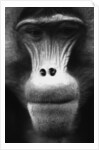 Ape Face by Anonymous