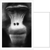 Ape Face by Anonymous