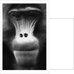 Ape Face by Anonymous