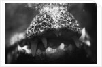 Alligator Teeth by Anonymous
