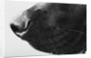 Dog's Nose by Anonymous
