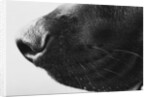 Dog's Nose by Anonymous