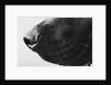 Dog's Nose by Anonymous