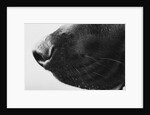 Dog's Nose by Anonymous
