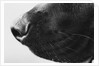 Dog's Nose by Anonymous