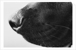 Dog's Nose by Anonymous
