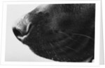 Dog's Nose by Anonymous