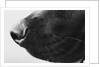 Dog's Nose by Anonymous