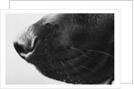 Dog's Nose by Anonymous