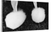 Legs of Groomed Poodle by Anonymous