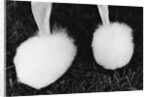 Legs of Groomed Poodle by Anonymous