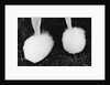Legs of Groomed Poodle by Anonymous