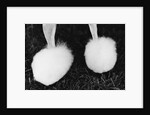 Legs of Groomed Poodle by Anonymous