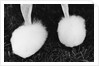 Legs of Groomed Poodle by Anonymous