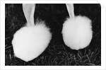 Legs of Groomed Poodle by Anonymous