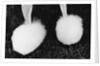 Legs of Groomed Poodle by Anonymous