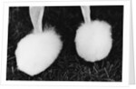 Legs of Groomed Poodle by Anonymous