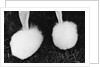 Legs of Groomed Poodle by Anonymous