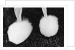 Legs of Groomed Poodle by Anonymous