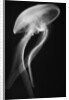 Floating Jellyfish by Anonymous