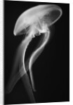Floating Jellyfish by Anonymous