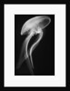Floating Jellyfish by Anonymous