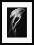 Floating Jellyfish by Anonymous