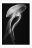 Floating Jellyfish by Anonymous