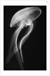 Floating Jellyfish by Anonymous