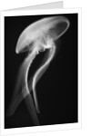 Floating Jellyfish by Anonymous