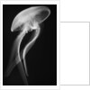 Floating Jellyfish by Anonymous