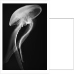 Floating Jellyfish by Anonymous