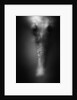 Face of Seahorse by Anonymous