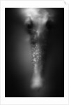 Face of Seahorse by Anonymous