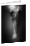 Face of Seahorse by Anonymous