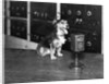Dog at WGY Radio Microphone by Anonymous