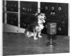 Dog at WGY Radio Microphone by Anonymous