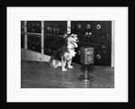 Dog at WGY Radio Microphone by Anonymous