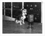 Dog at WGY Radio Microphone by Anonymous