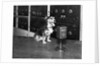 Dog at WGY Radio Microphone by Anonymous