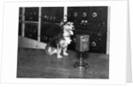 Dog at WGY Radio Microphone by Anonymous