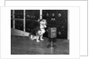Dog at WGY Radio Microphone by Anonymous