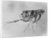 Flea Under High Power Microscope by Anonymous