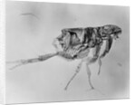 Flea Under High Power Microscope by Anonymous